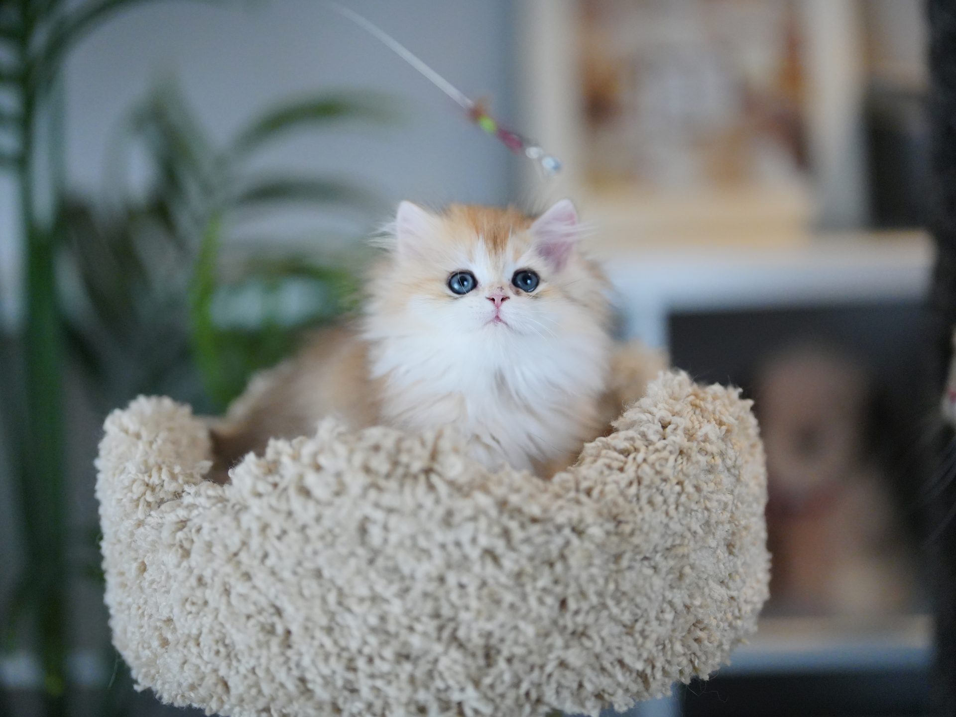 long hair tabby kitten