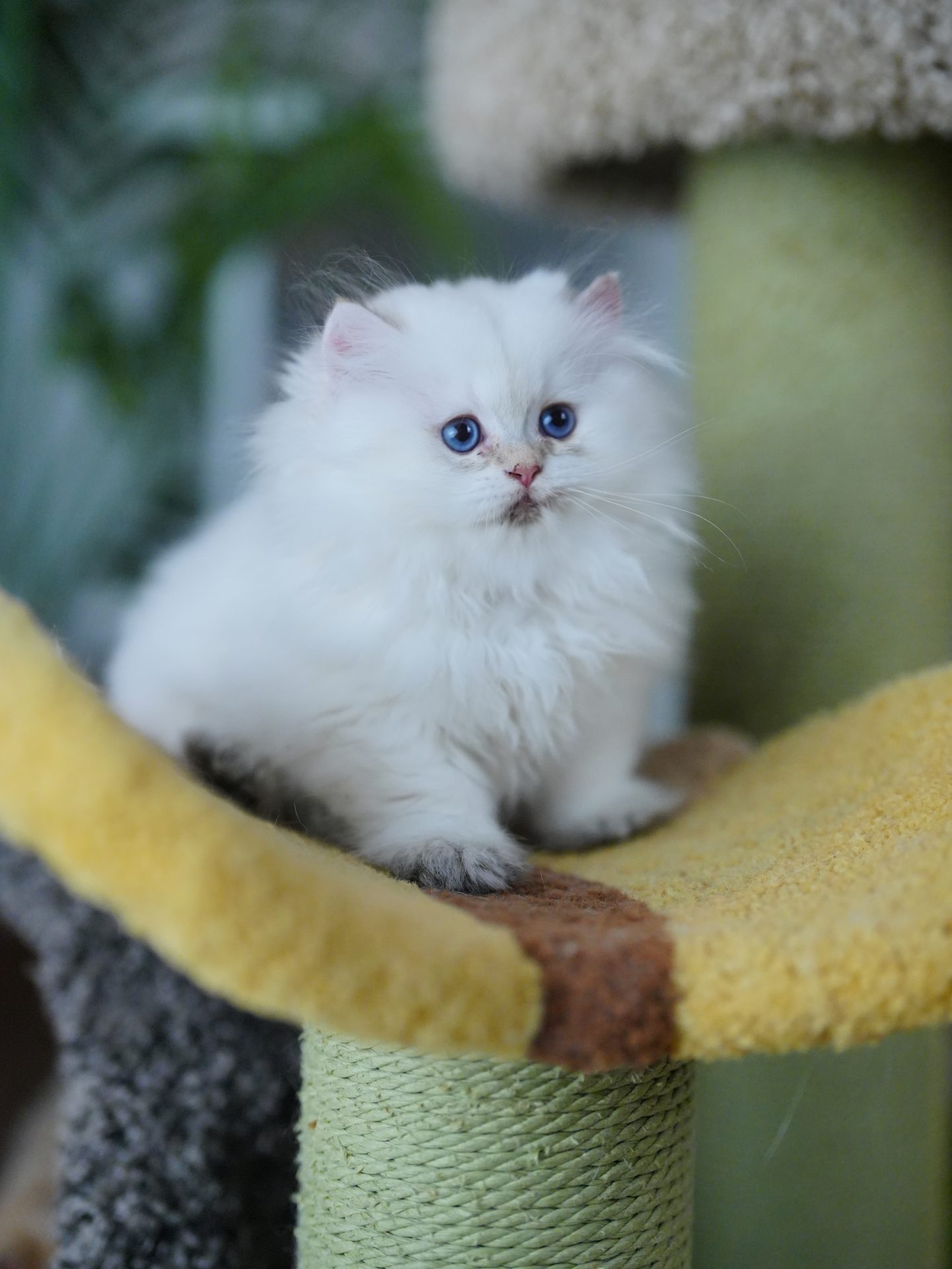 british longhair cat for sale