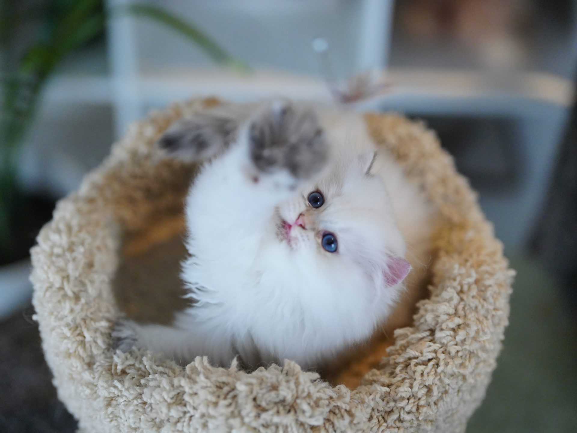 british long haired cats