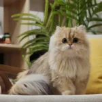 britidh longhsit kittens for sale