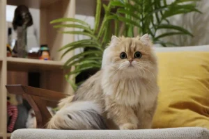 britidh longhsit kittens for sale