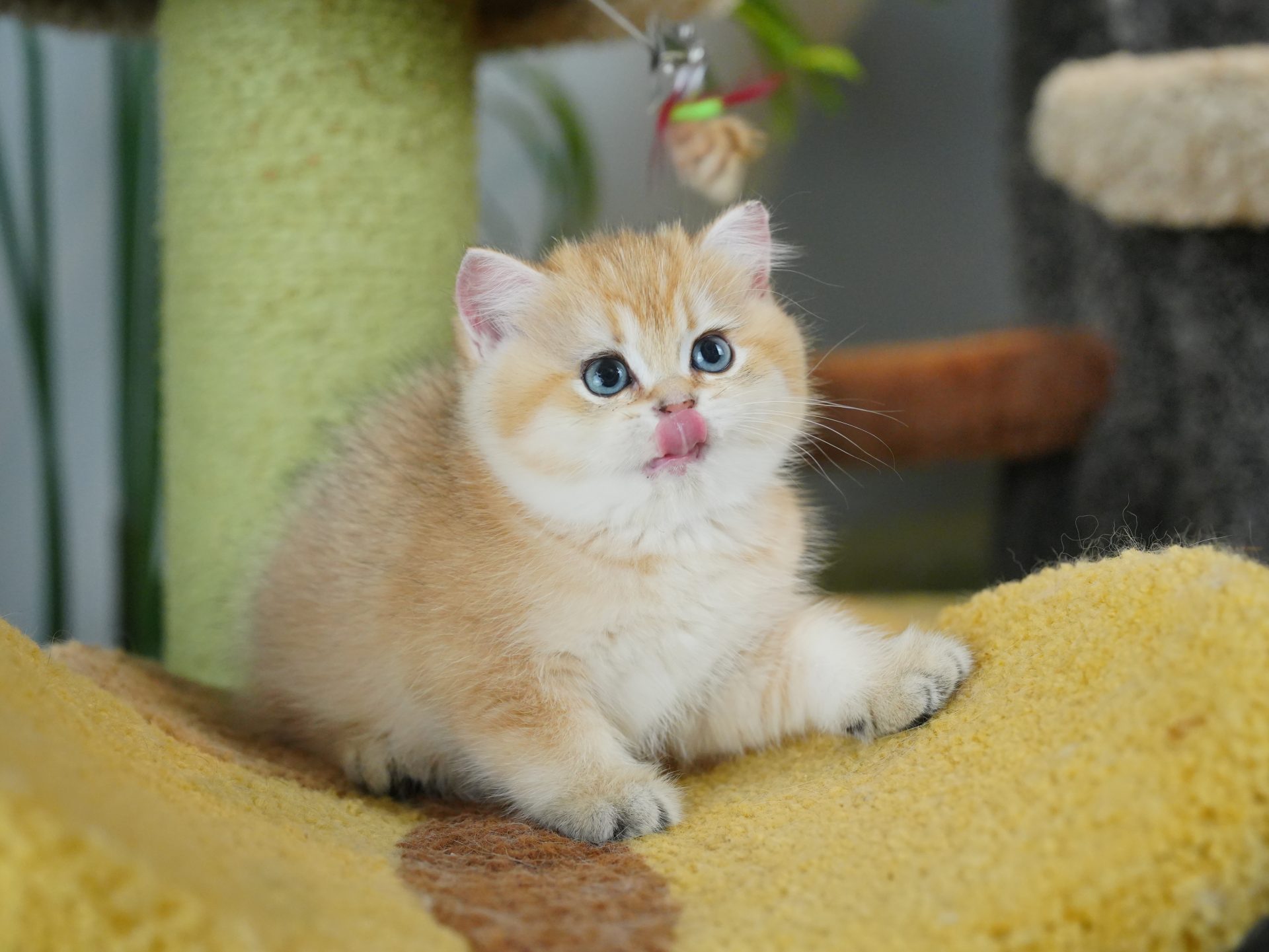 ny 12 british shorthair