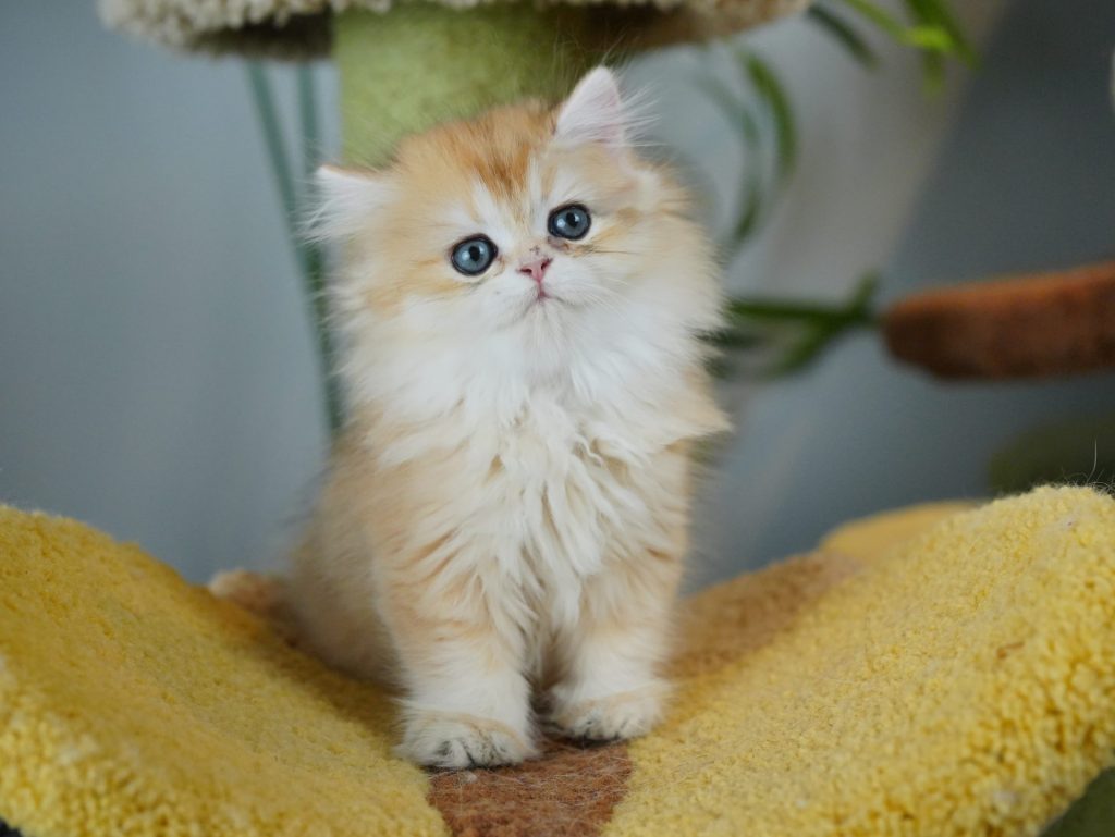 Litter-Anna - British Shorthair for sale & British Longhair Kittens for sale