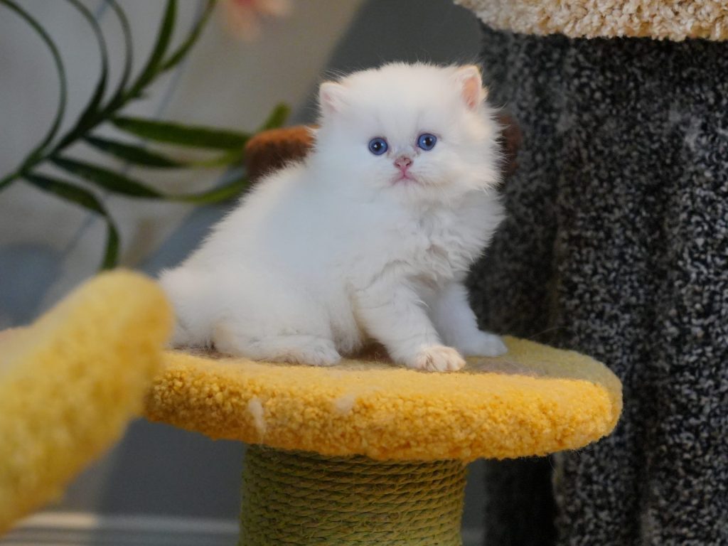 Golden Point Shaded British Longhair - Organa - British Shorthair for sale & British Longhair Kittens for sale