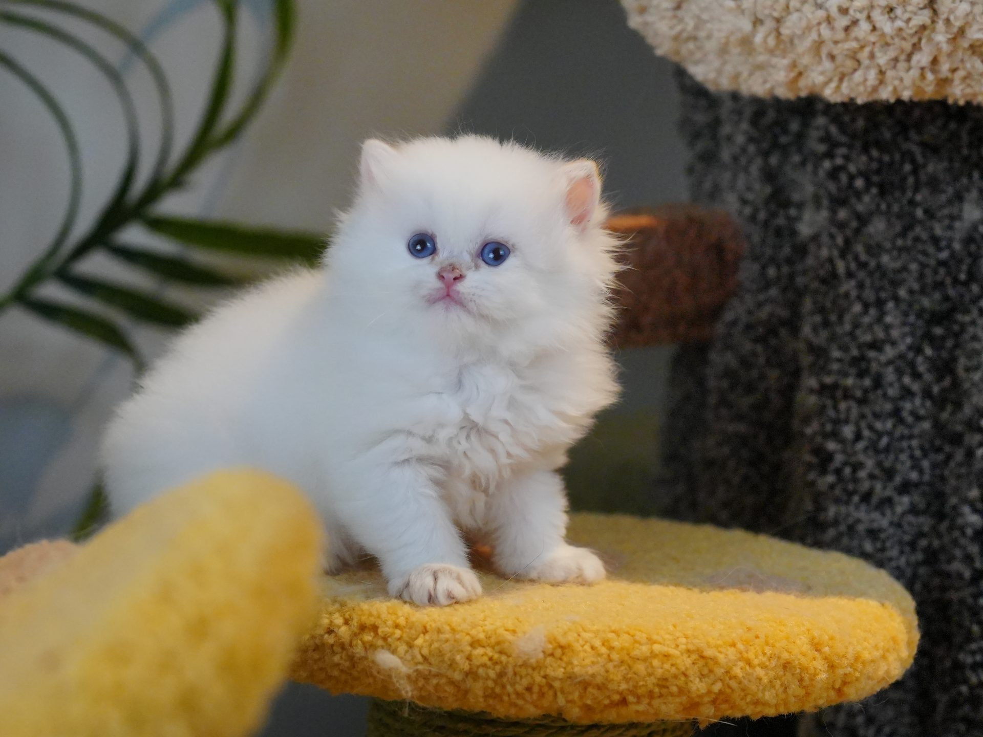 british longhair kittens for sale
