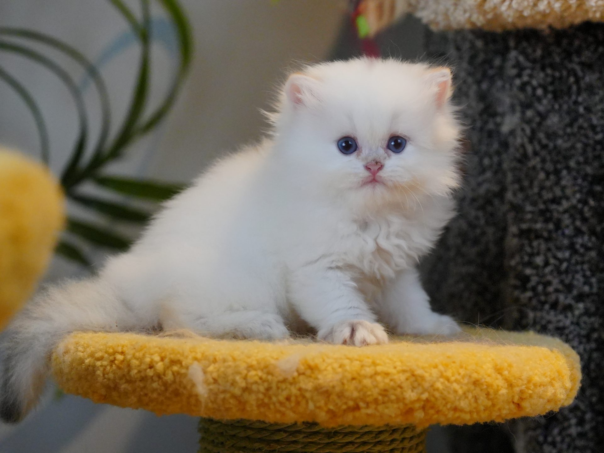kitten for sale