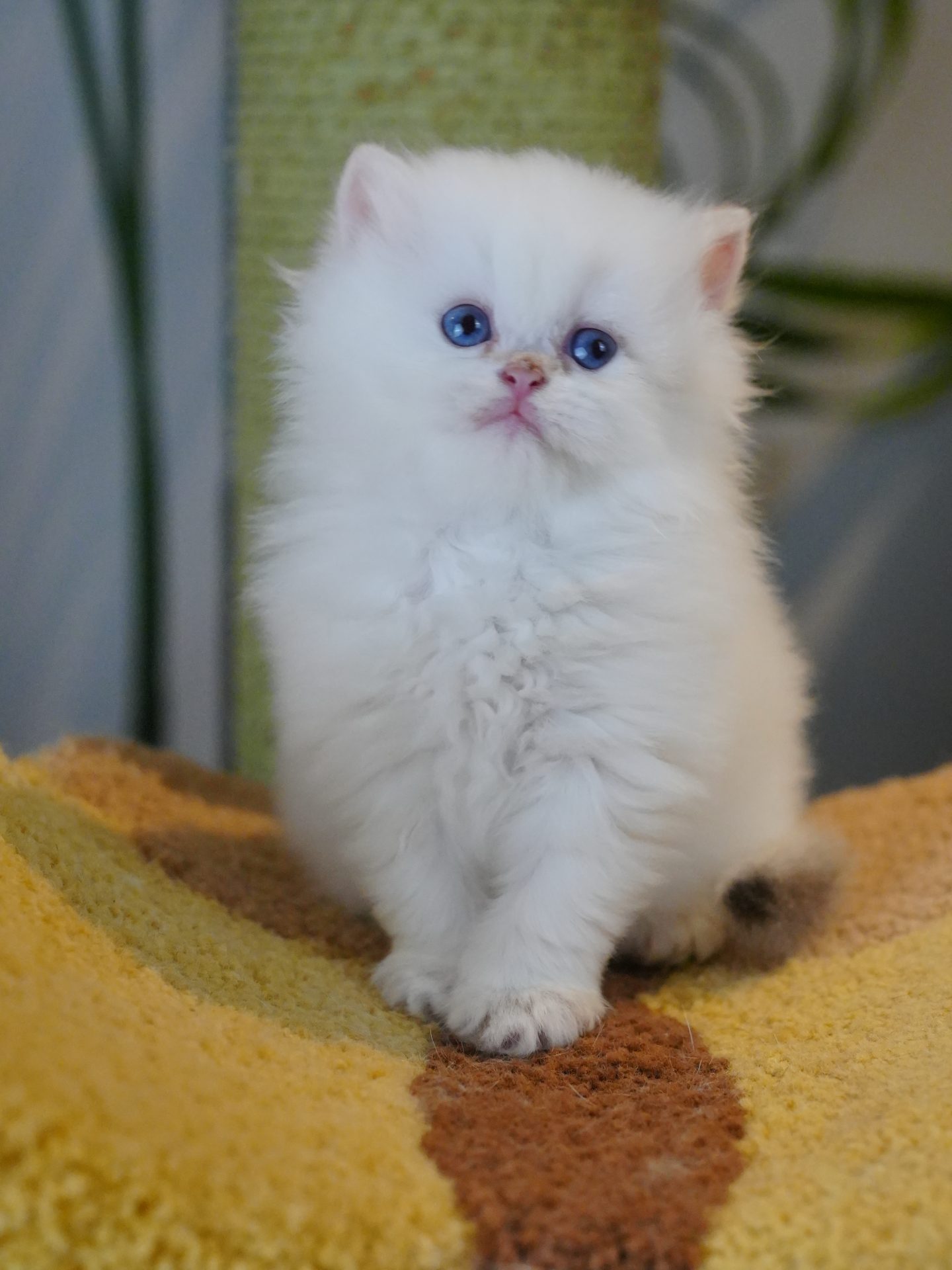 british longhair kittens for sale