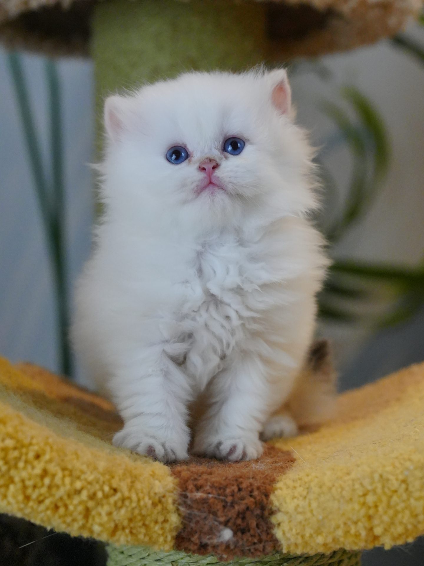 british longhair kittens for sale