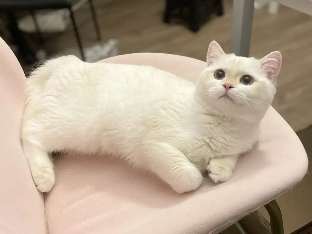 Nacho - Golden Point Shaded British Shorthair - British Shorthair for sale & British Longhair Kittens for sale