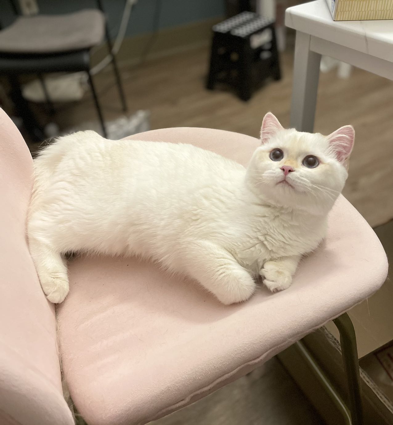british shorthair cat ontario