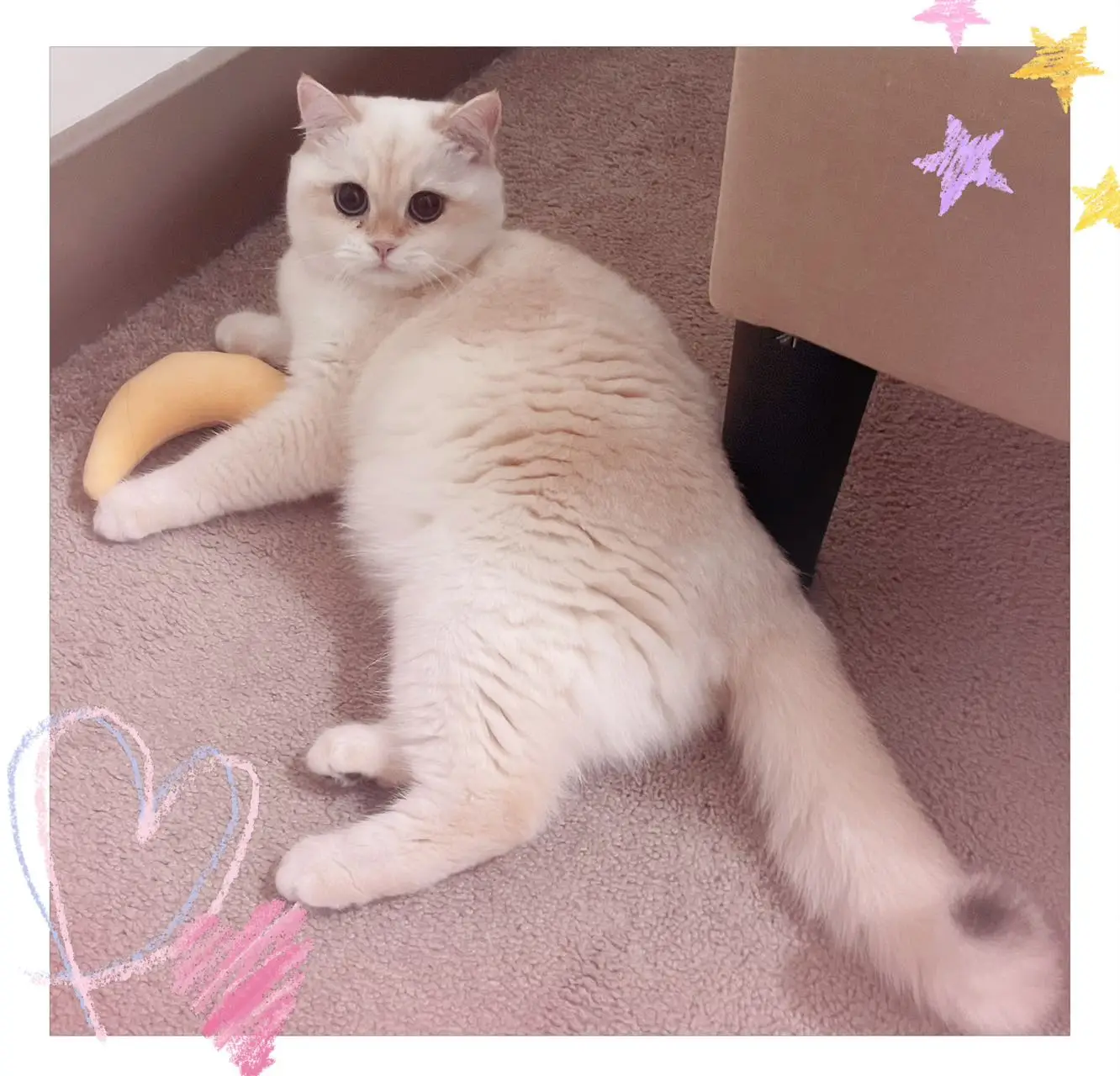 british shorthair cat ontario