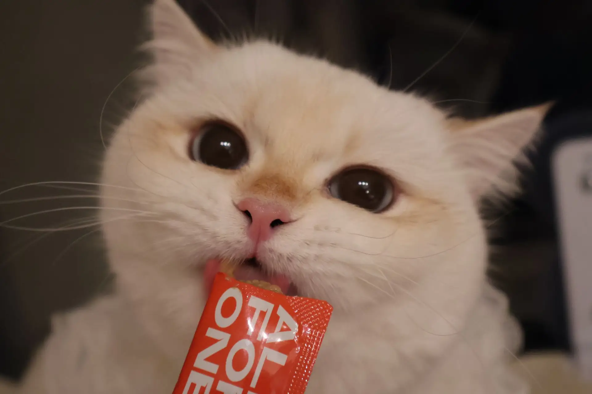 british shorthair cat ontario