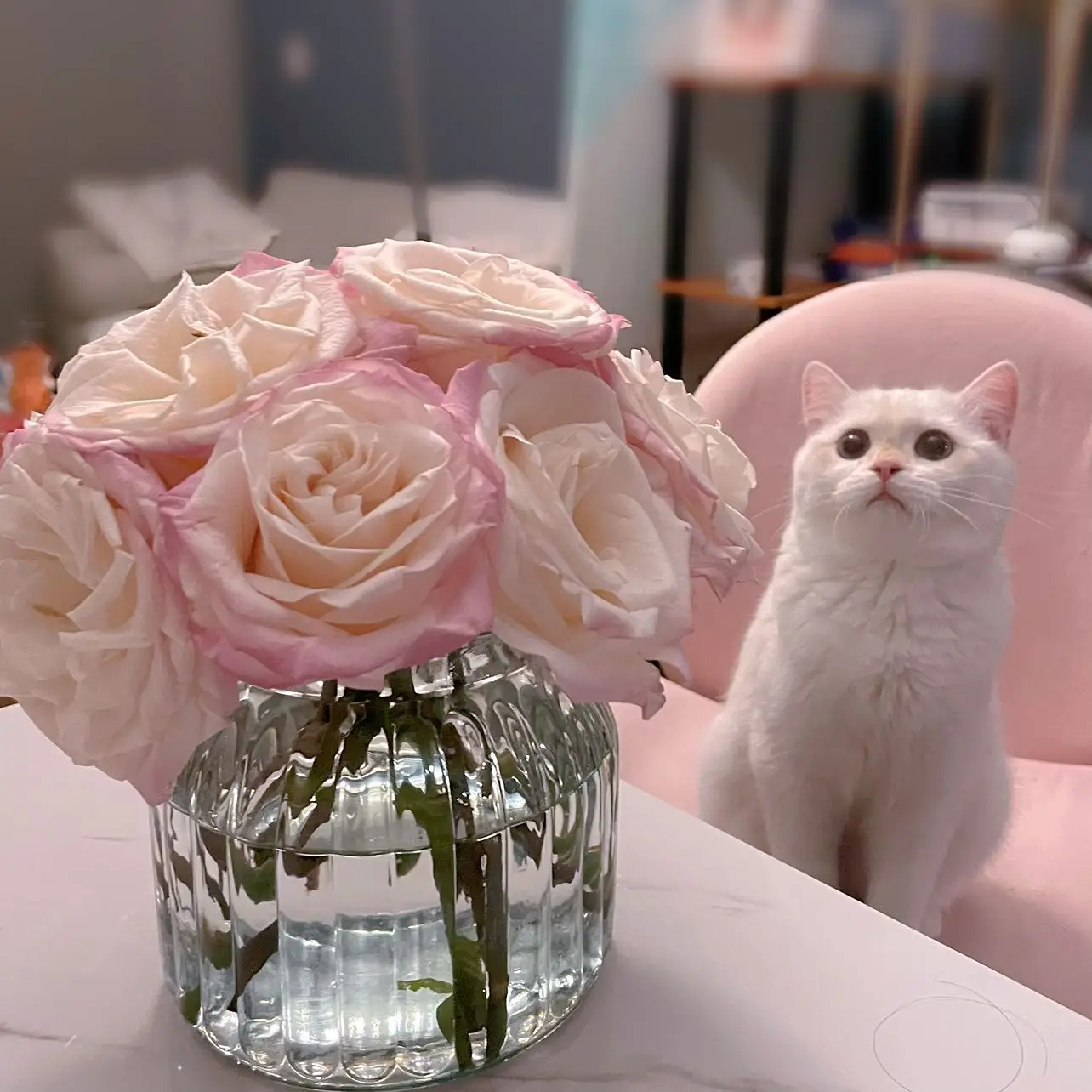 british shorthair cat ontario