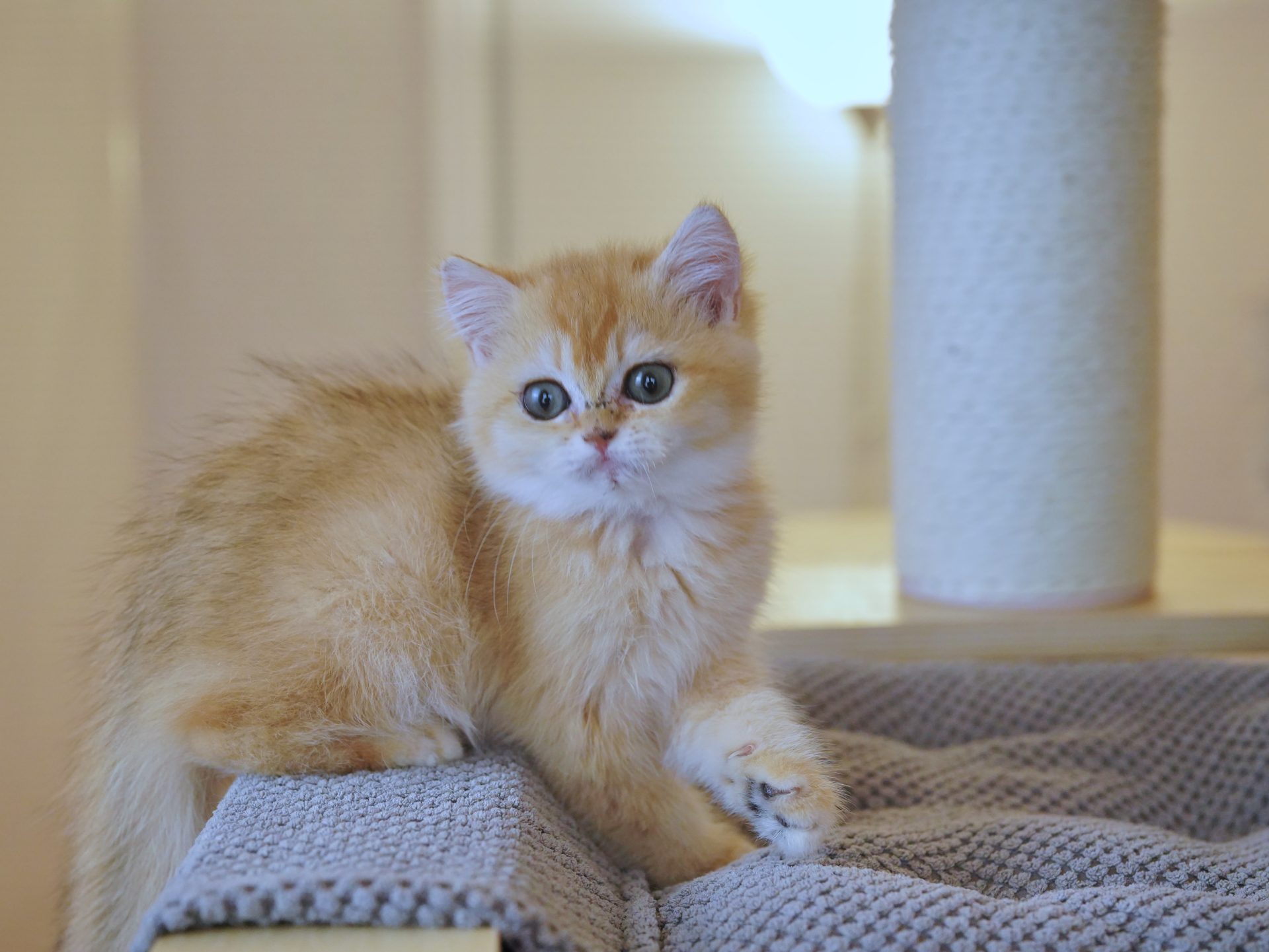 british shorthair kitten for sale