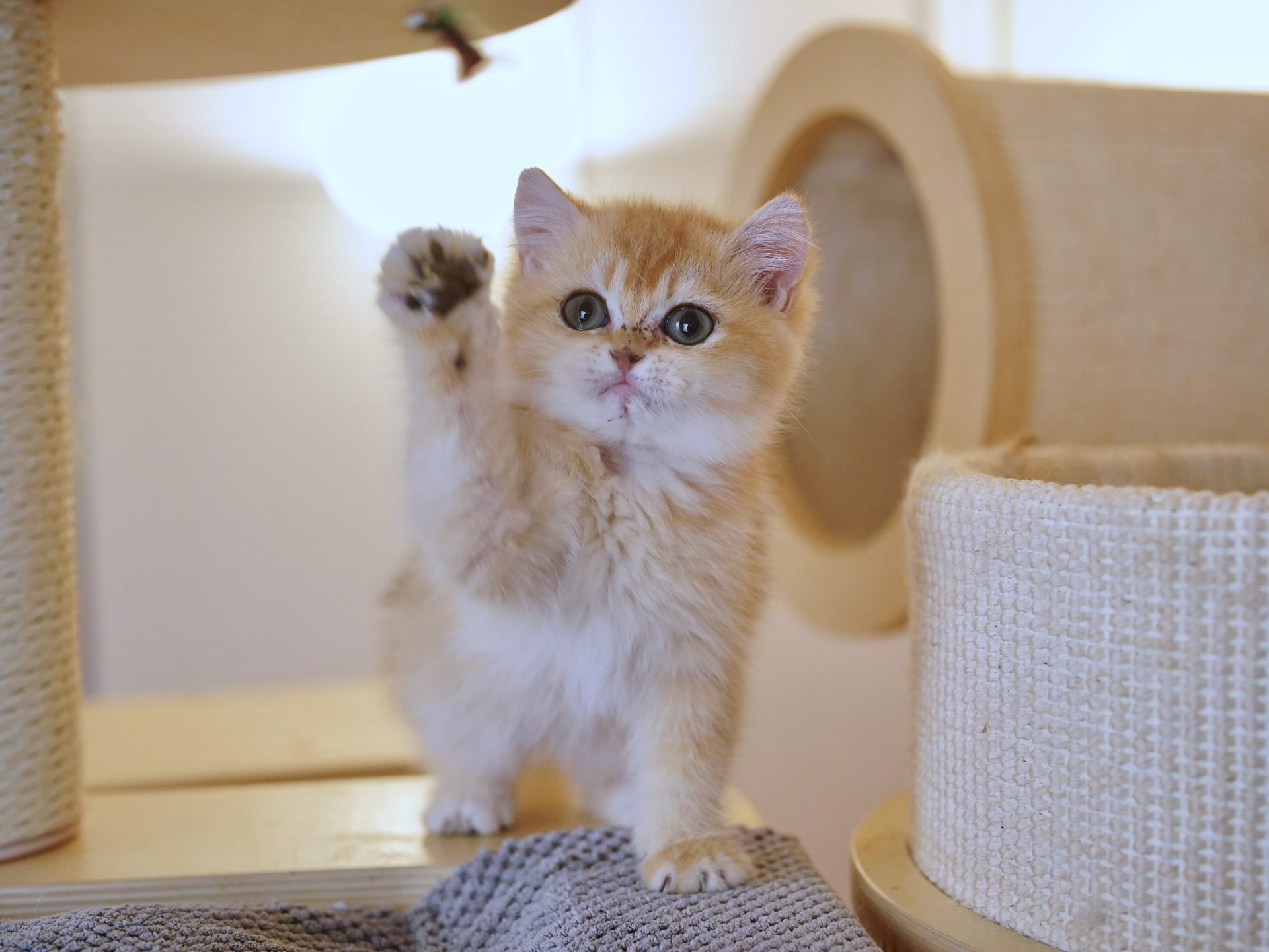 british shorthair kitten for sale