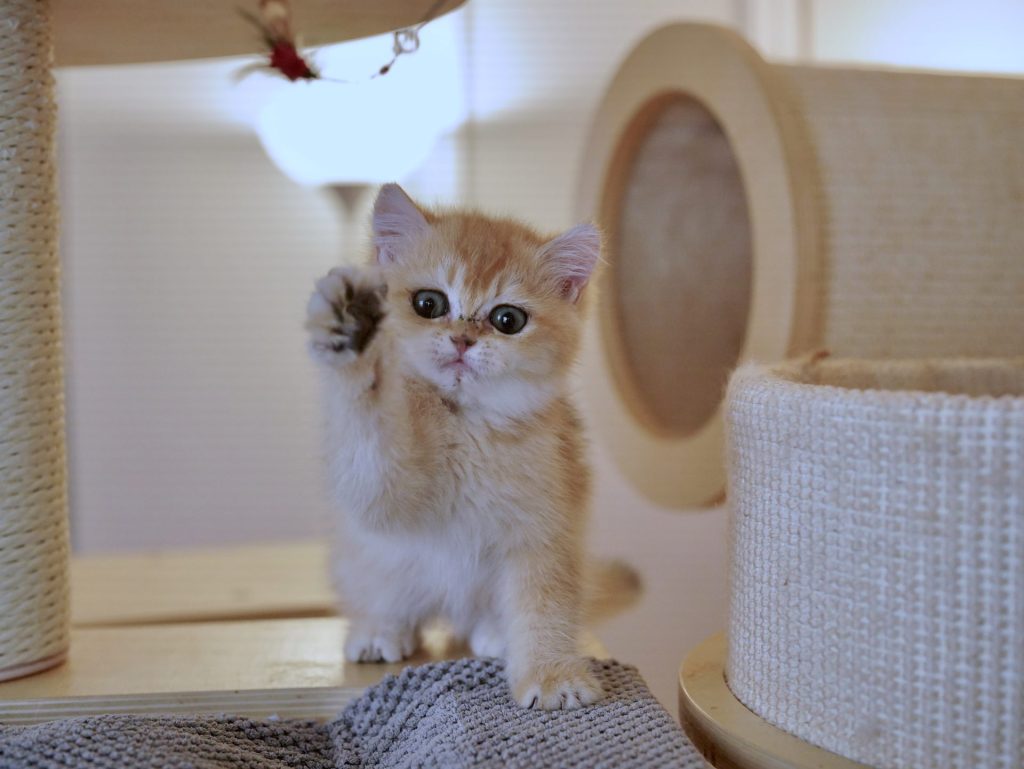 Golden Shaded British Shorthair - Solo - British Shorthair for sale & British Longhair Kittens for sale