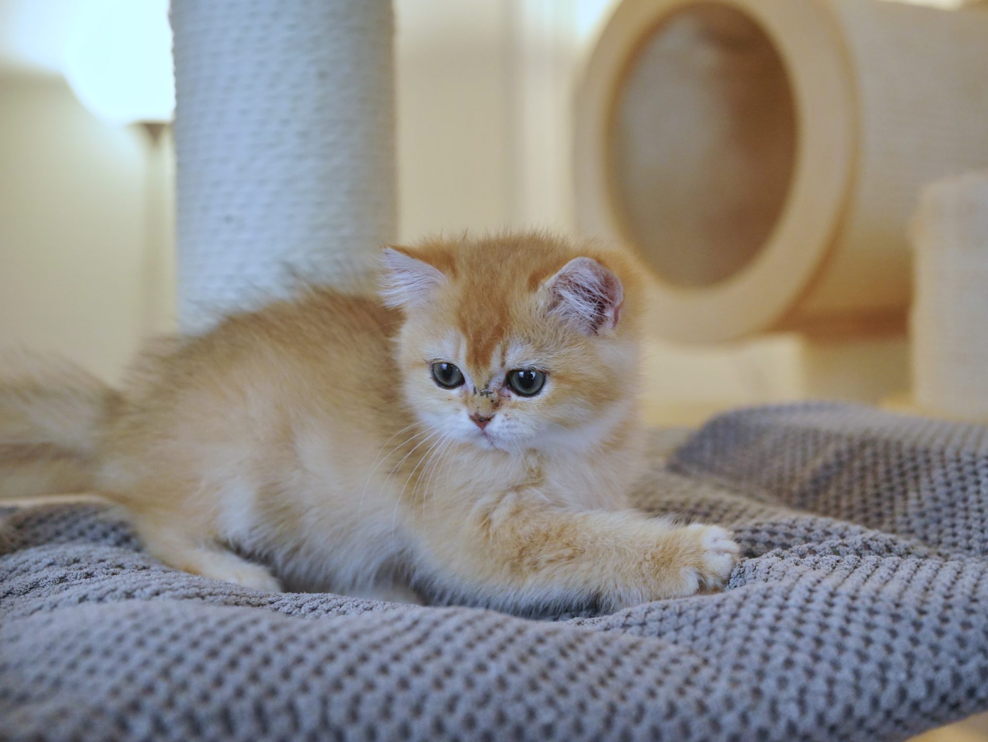 british shorthair kitten for sale