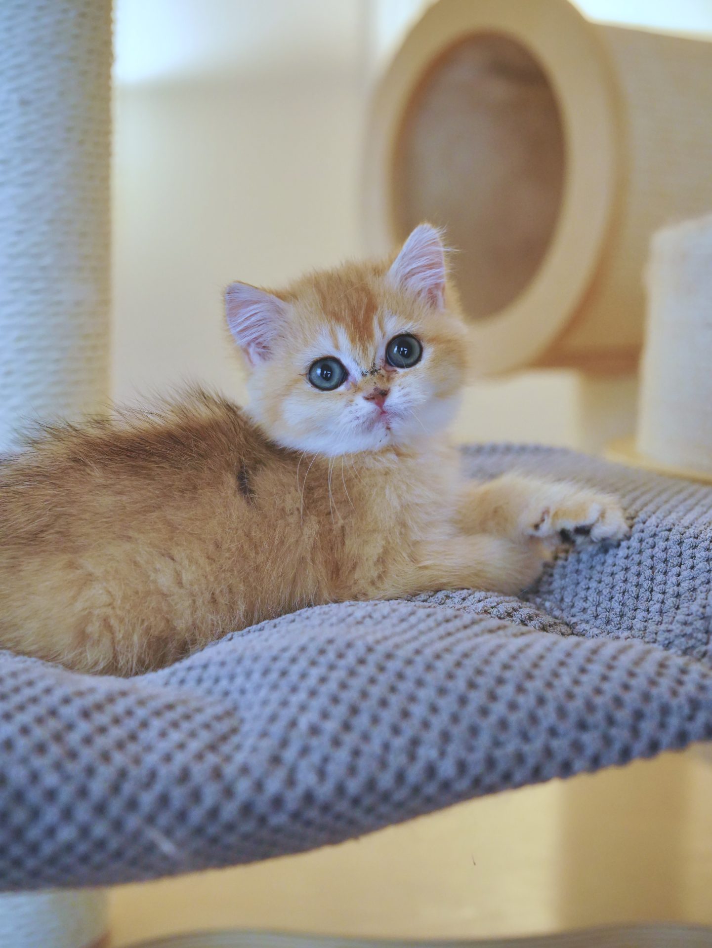 british shorthair kitten for sale