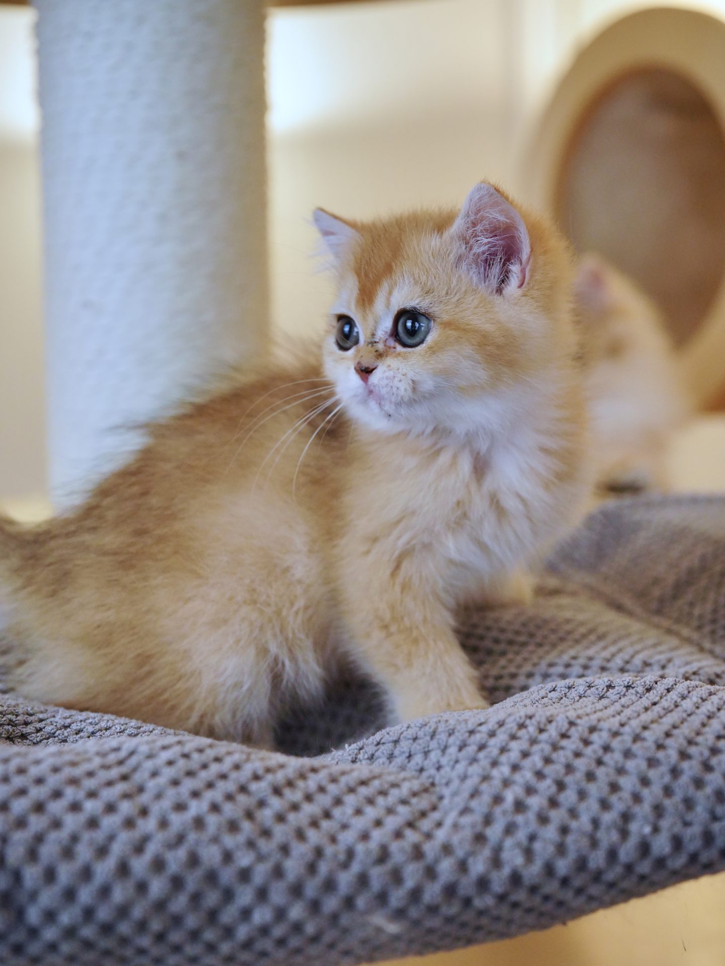 british shorthair kitten for sale