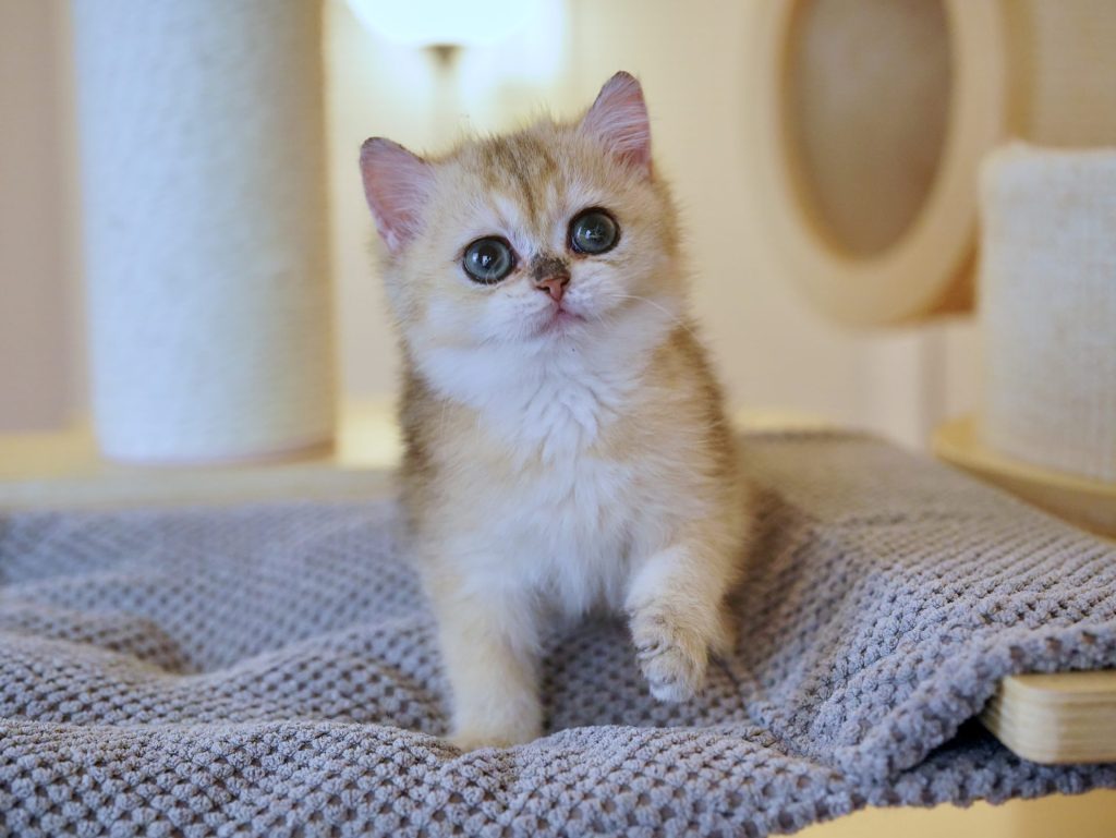 Golden Shaded British Shorthair - Leia - British Shorthair for sale & British Longhair Kittens for sale