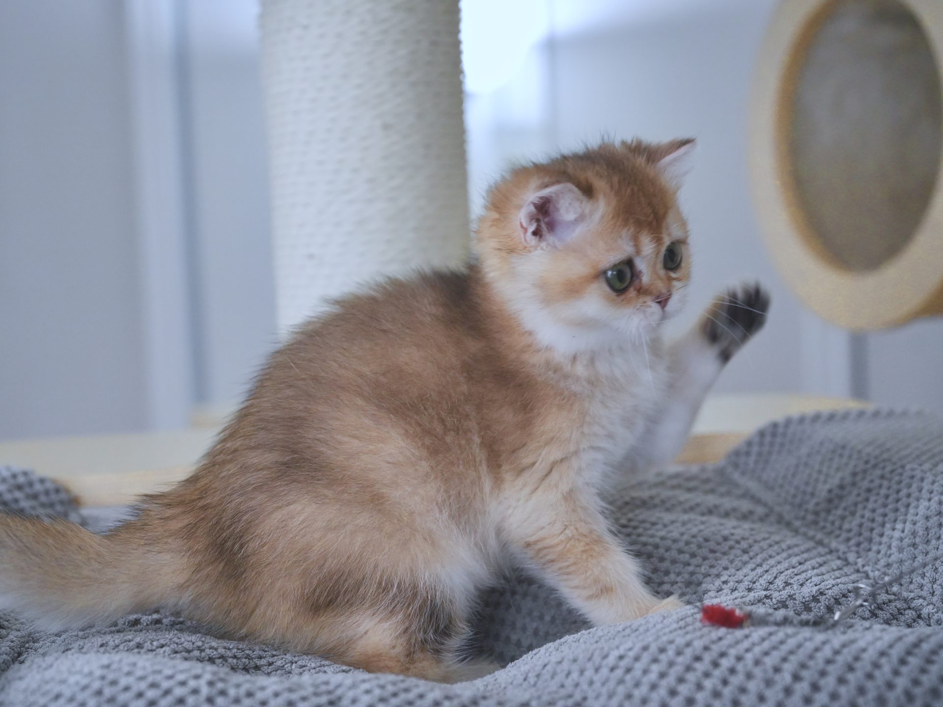 ginger british shorthair