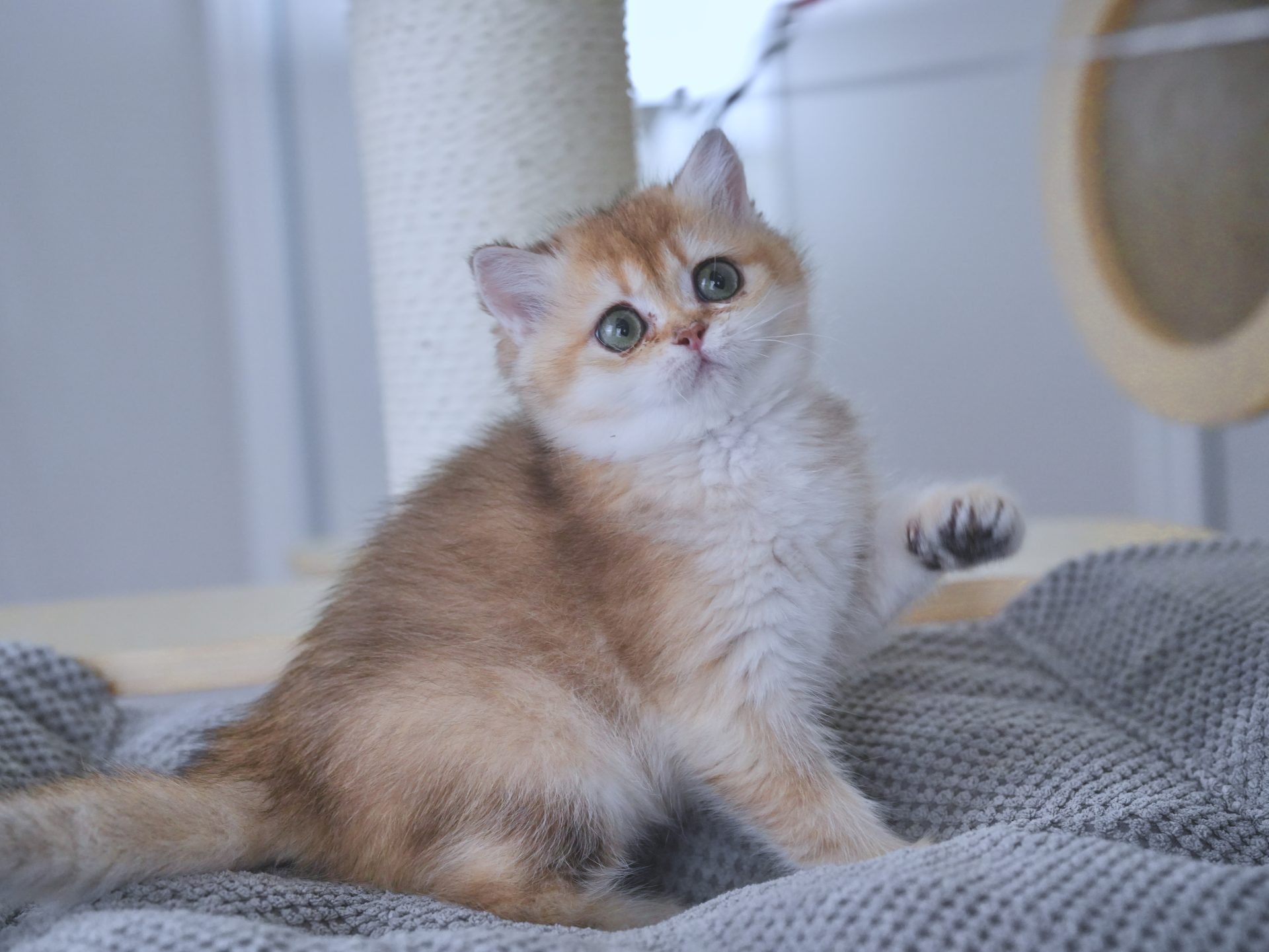 british shorthair brown