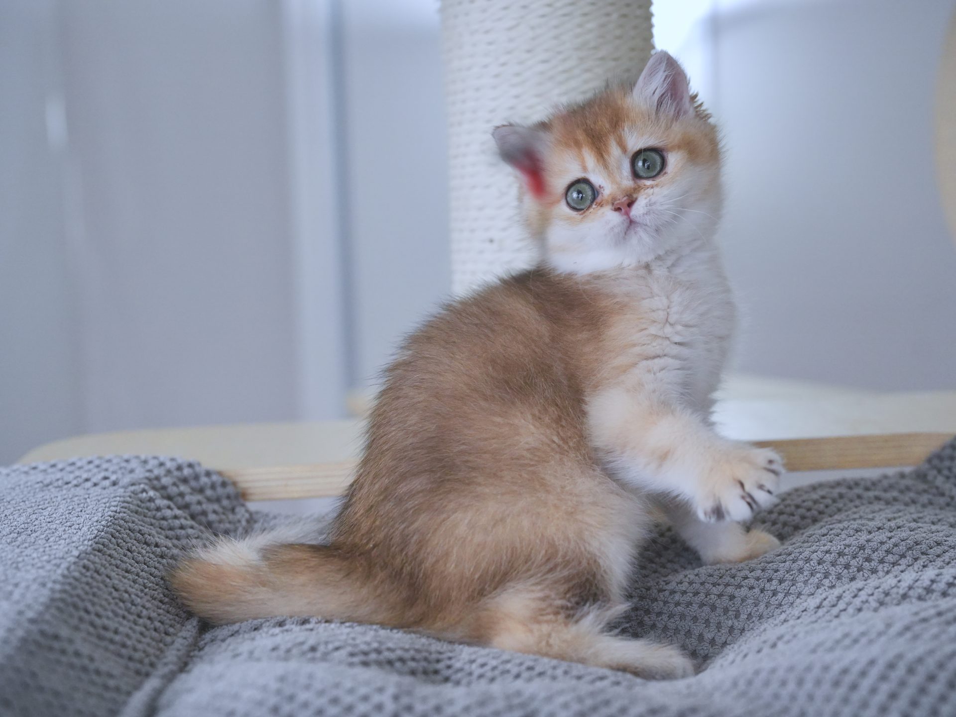 ginger british shorthair
