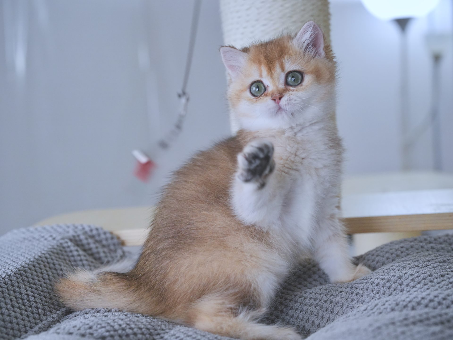ginger british shorthair
