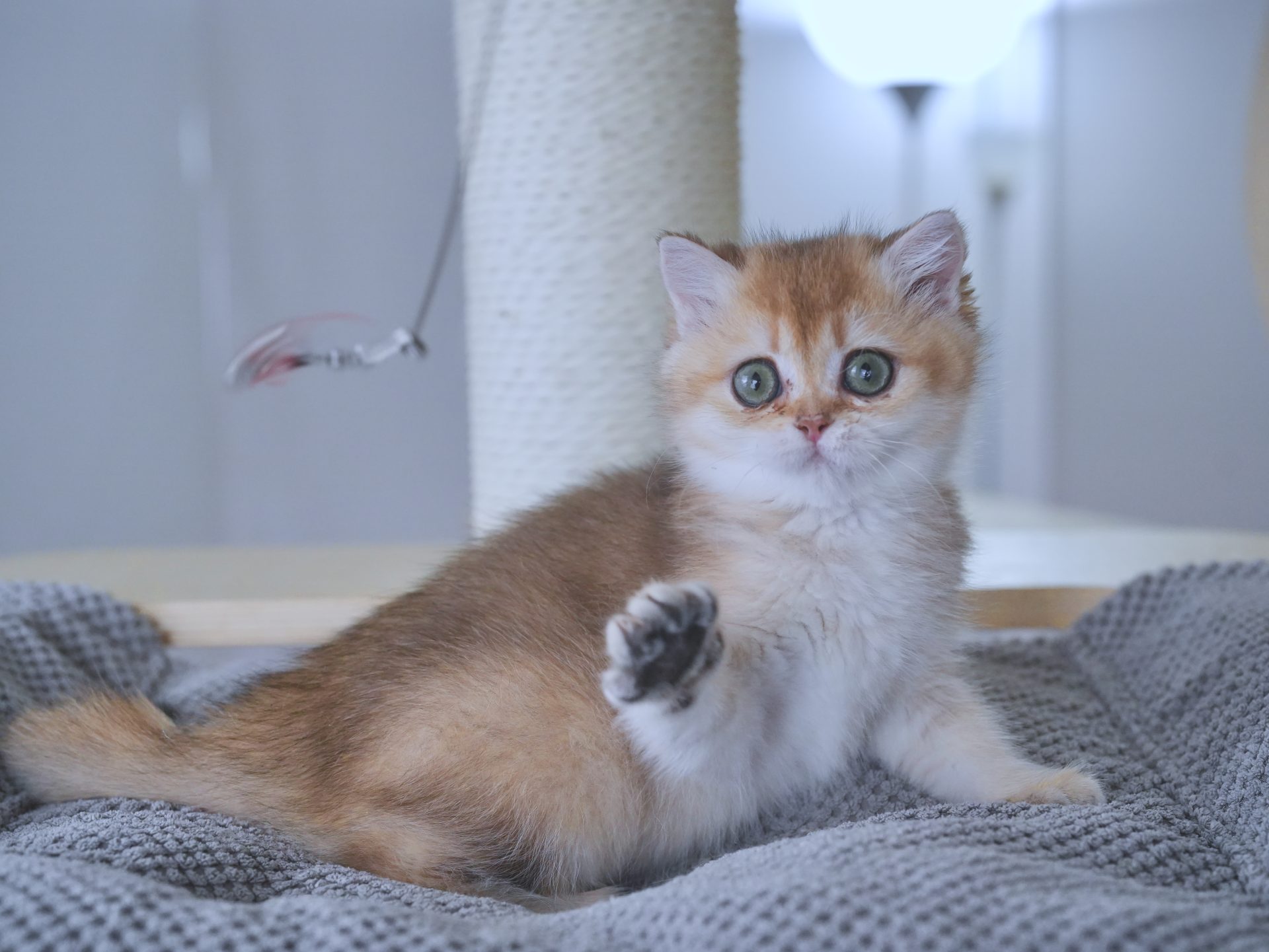 ginger british shorthair