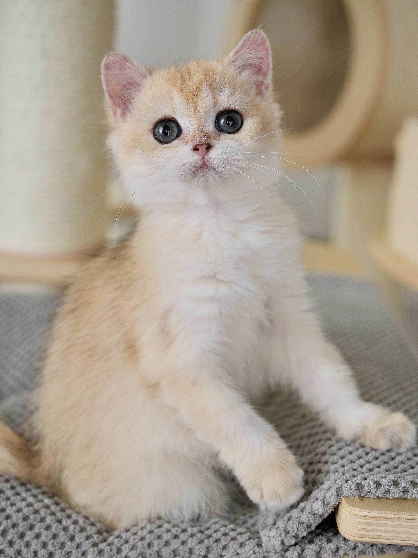 buy a british shorthair