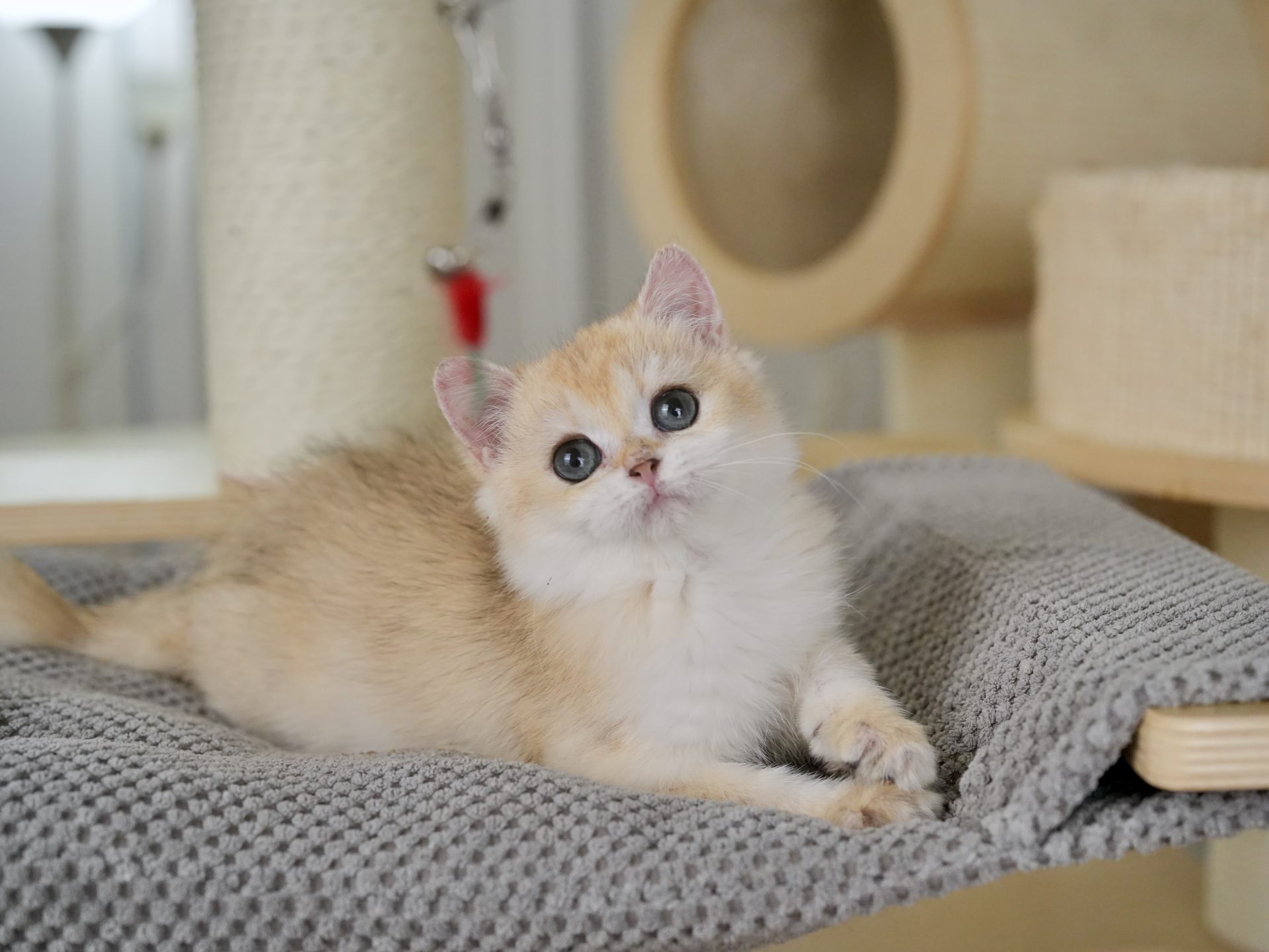 buy a british shorthair