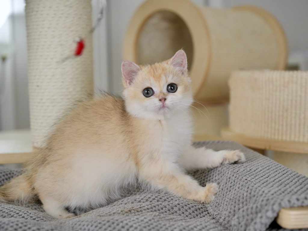 Golden Shaded British Shorthair - Padme - British Shorthair for sale & British Longhair Kittens for sale