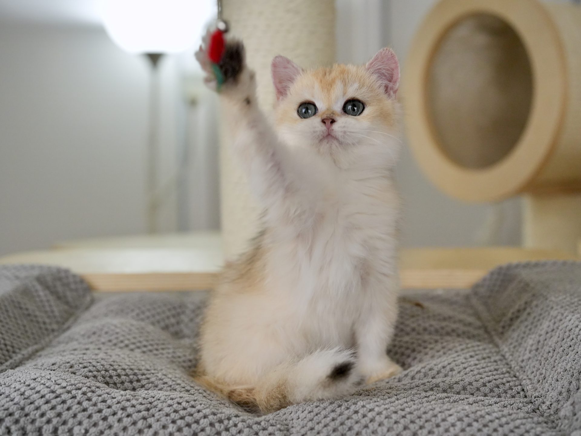 buy a british shorthair
