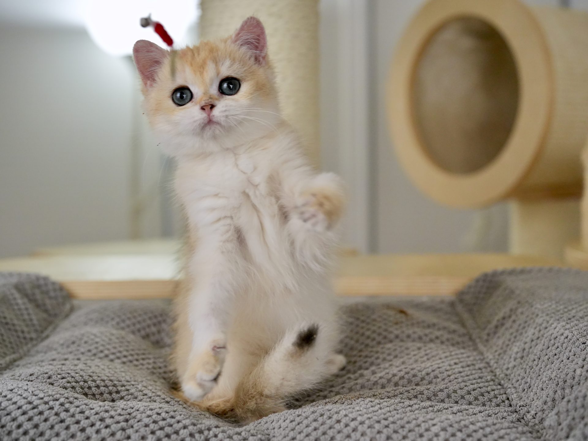buy a british shorthair