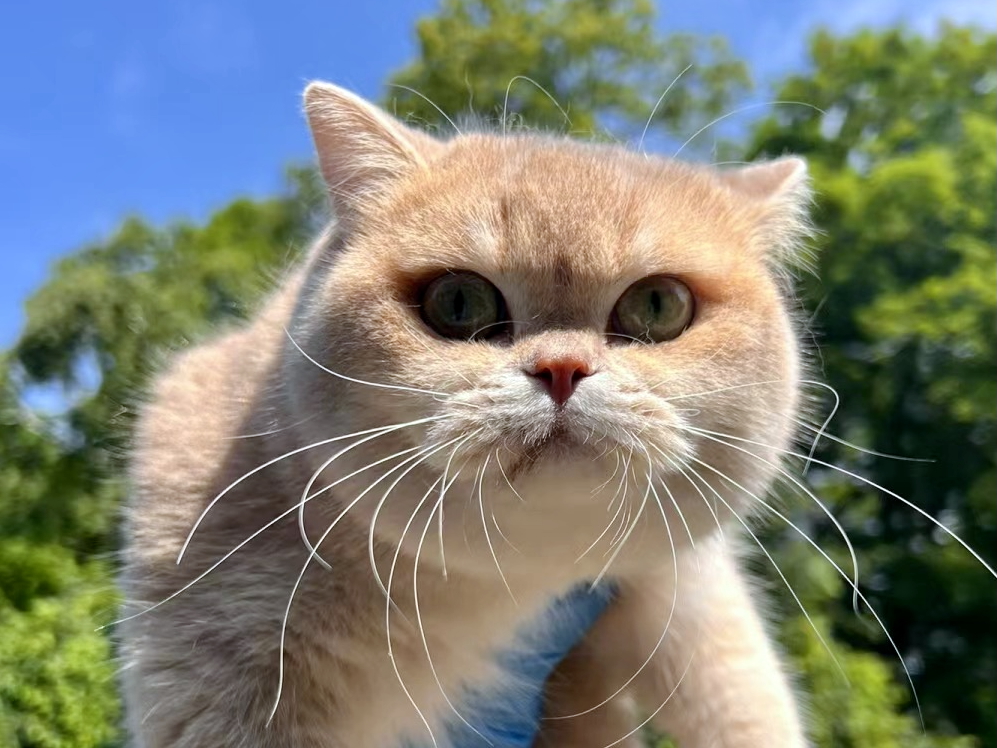 Lilac Golden Shaded British Shorthair - Ponyo - British Shorthair for sale & British Longhair Kittens for sale
