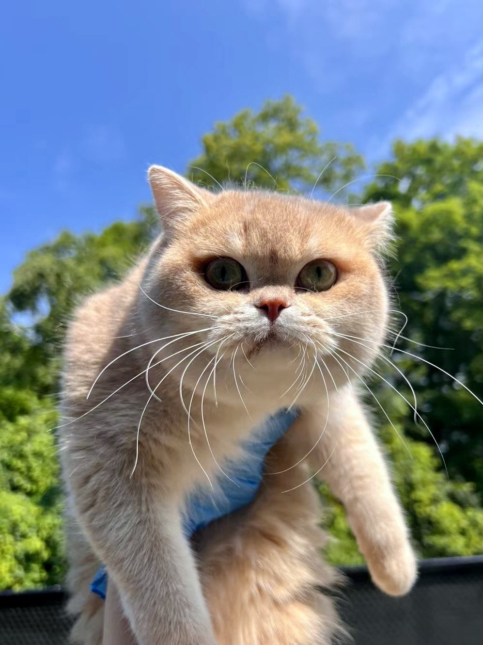lilac golden british shorthair