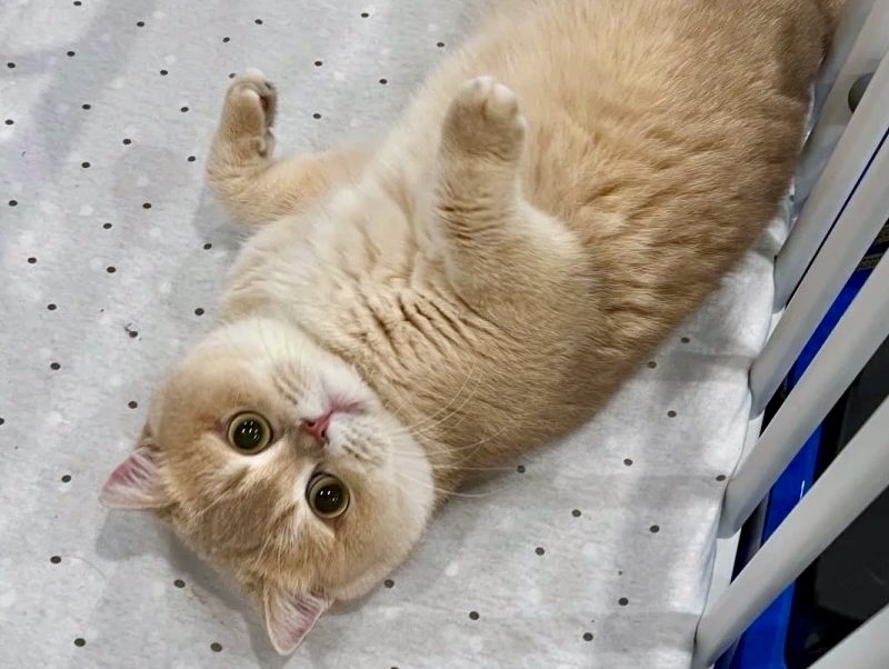 british shorthair cat san francisco