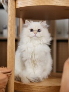 british longhair kittens for sale