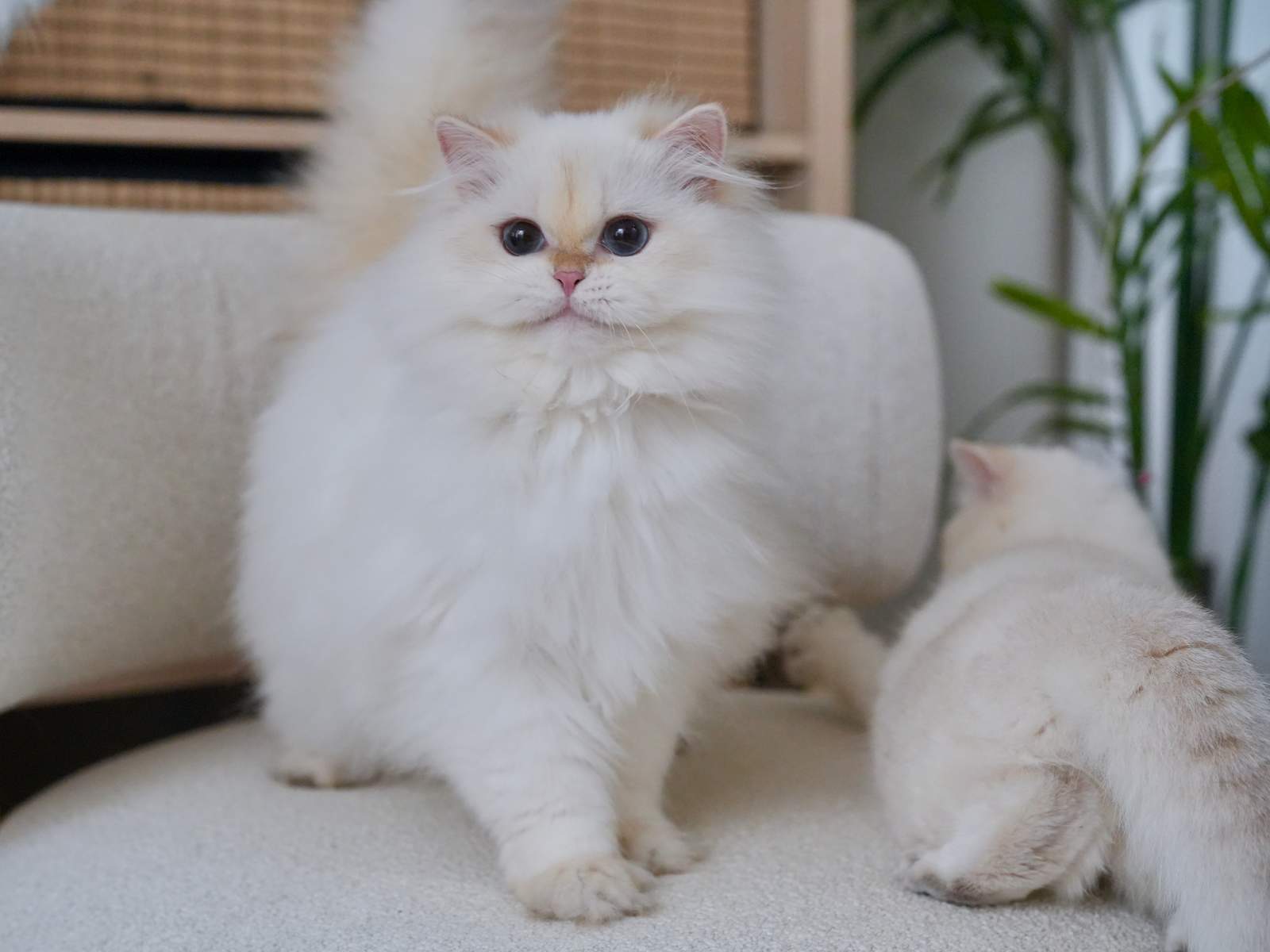british longhair kittens for sale