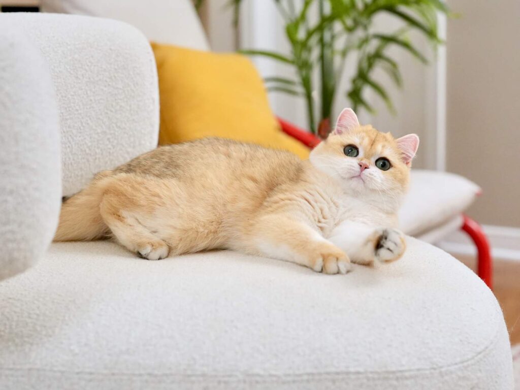 buy a british shorthair