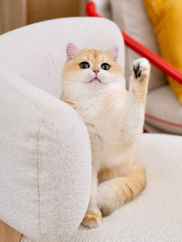 Padme_DSC06618_result buy a british shorthair