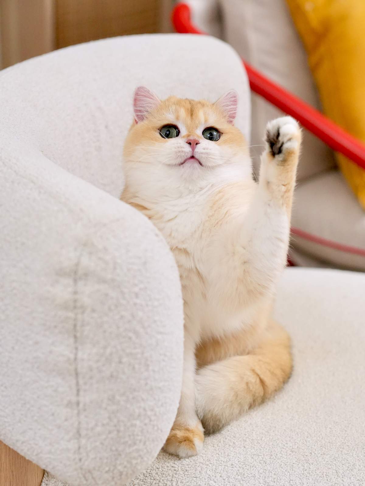 buy a british shorthair