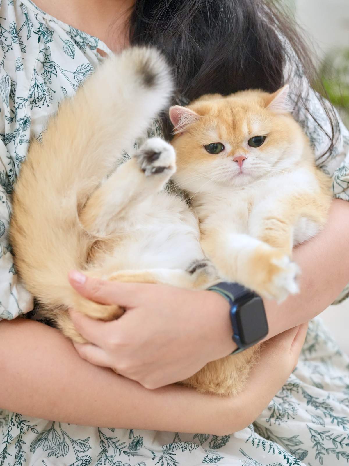 buy a british shorthair