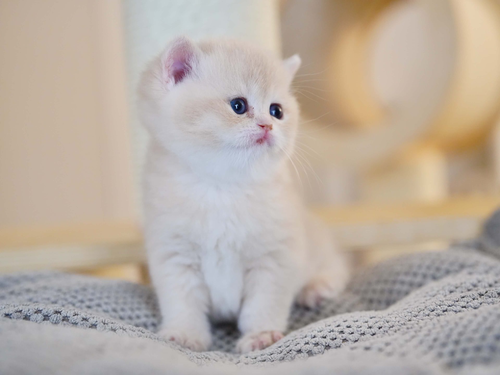shorthair british blue