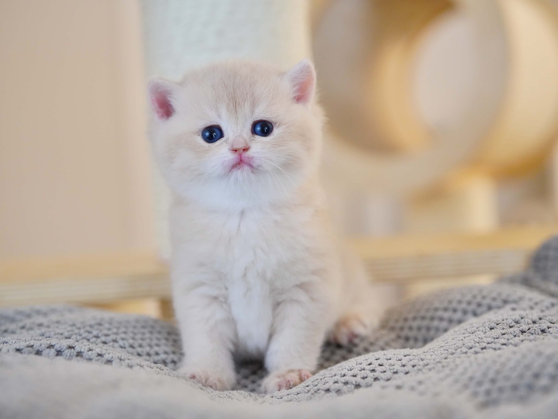 shorthair british blue