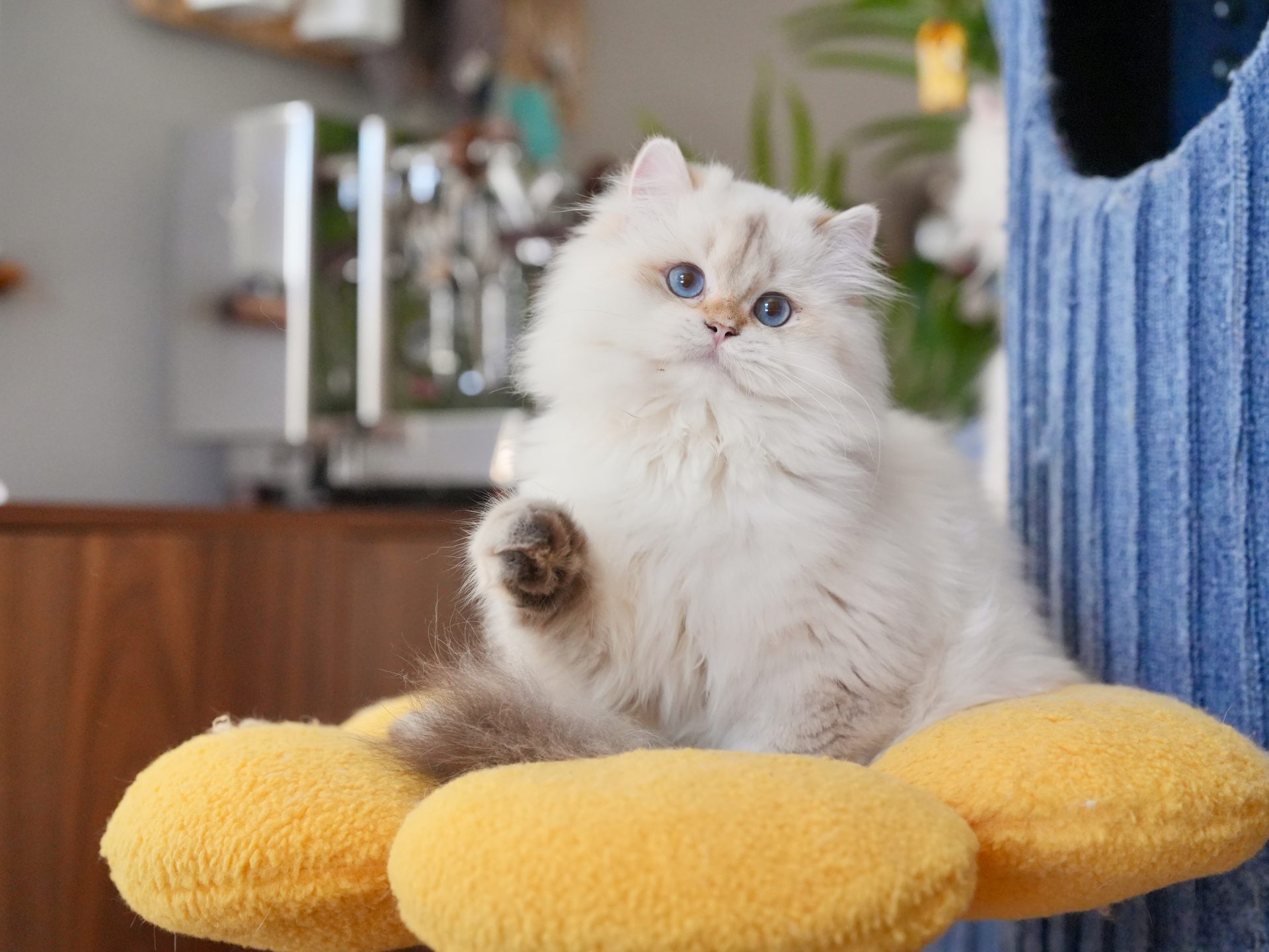 Popcorn Visited Us For Bathing - British Shorthair for sale & British Longhair Kittens for sale