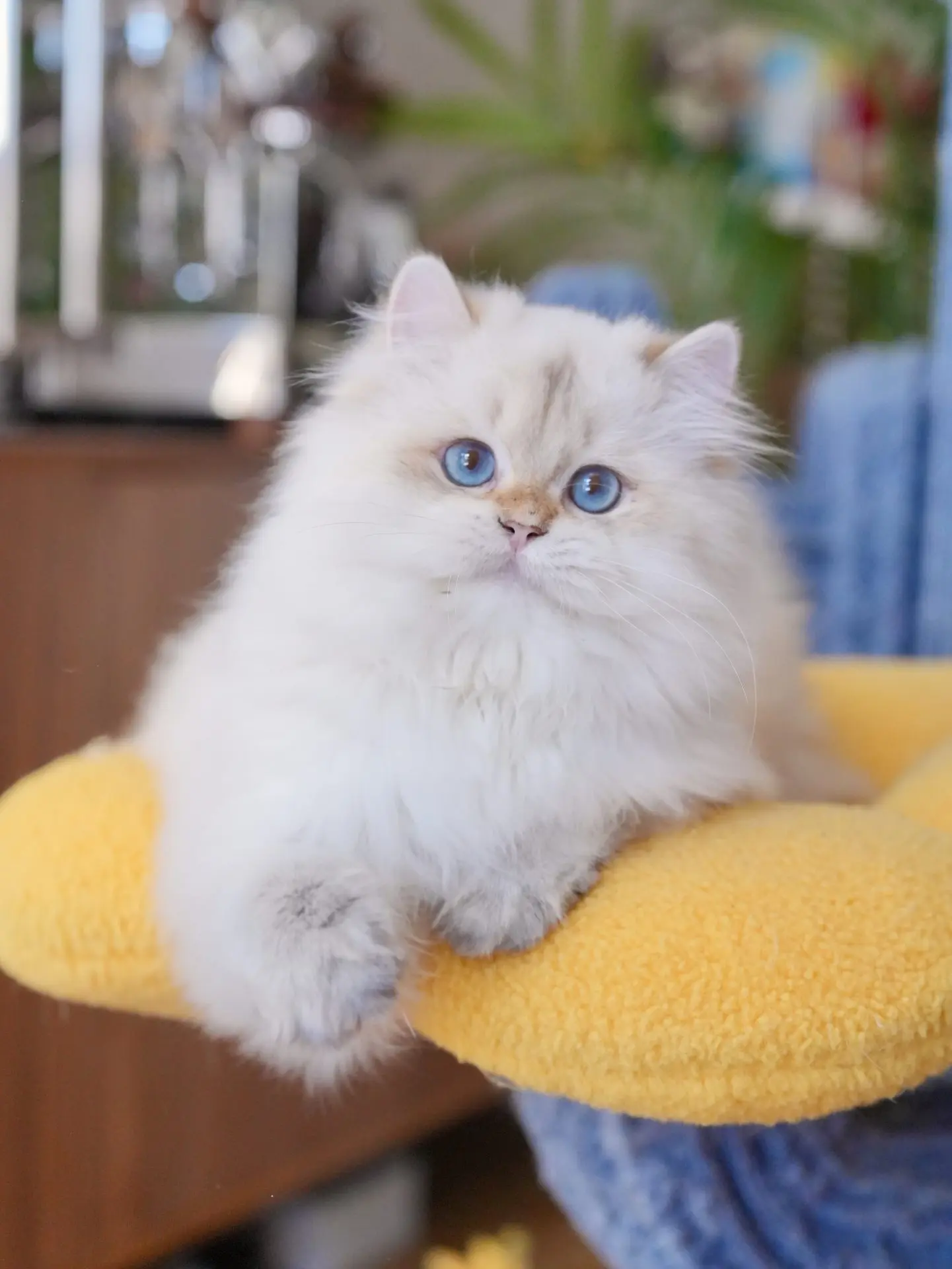 British cat breeds for sale