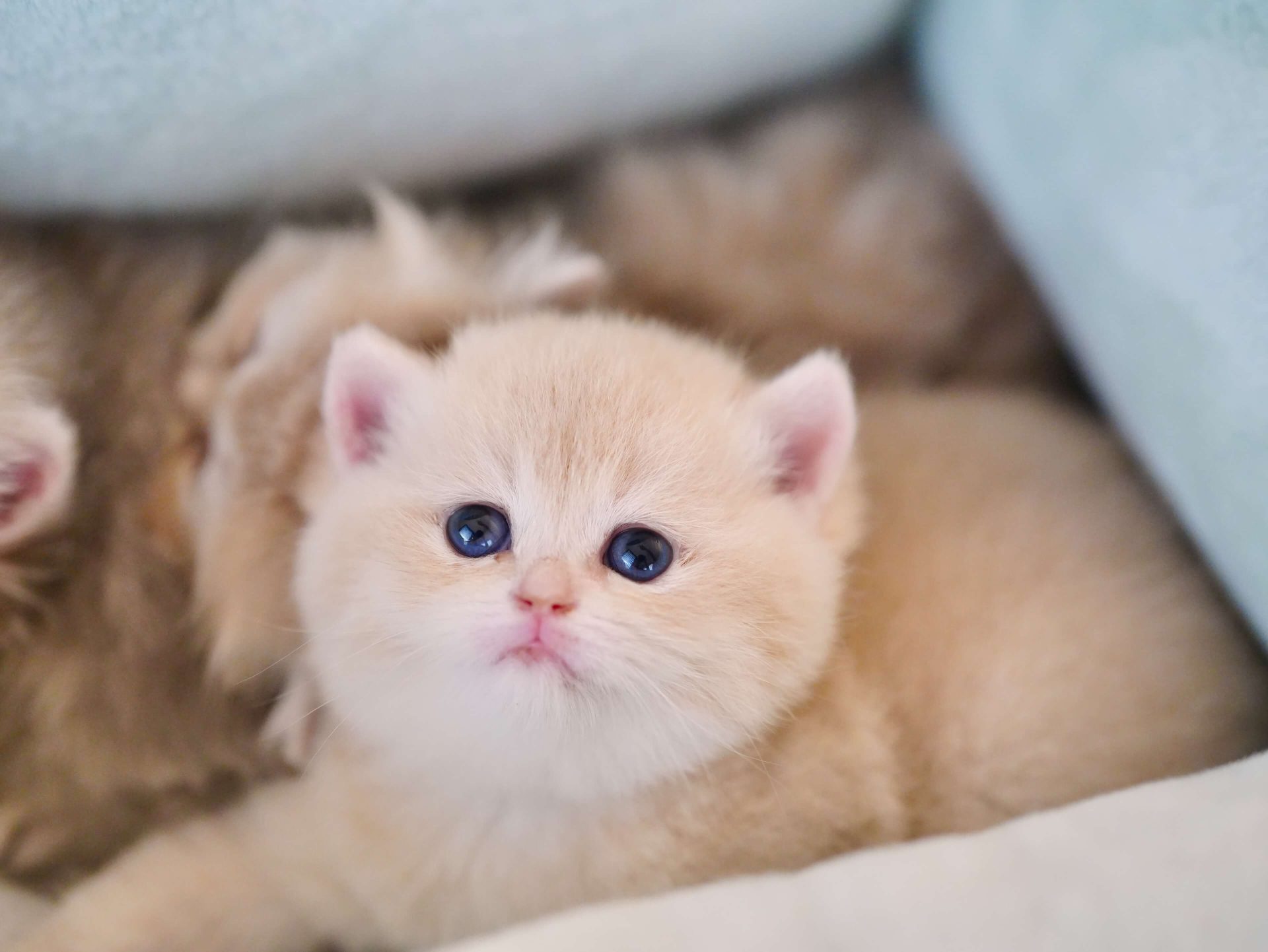 shorthair british blue
