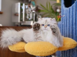 british longhair kittens for sale