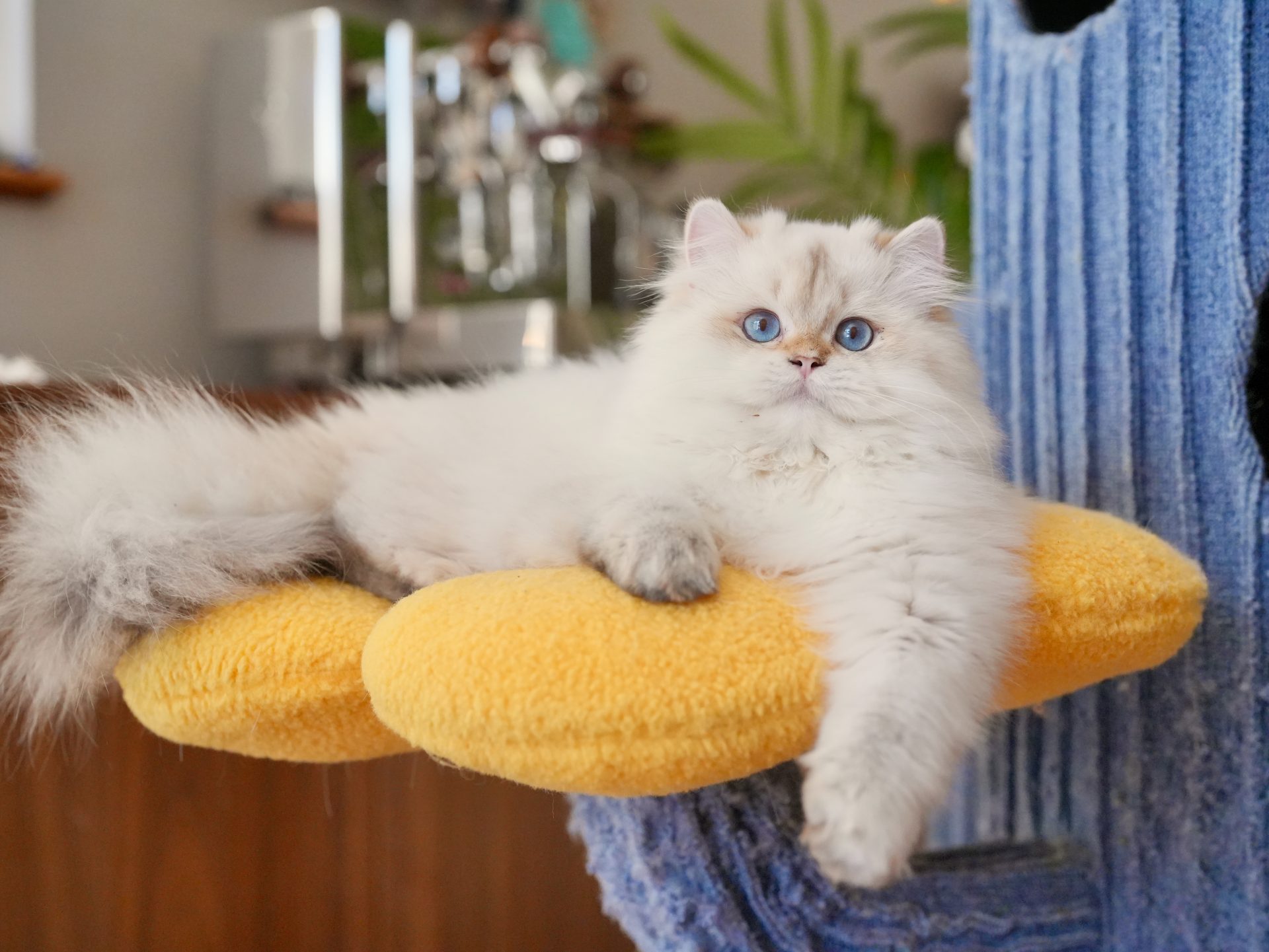 Golden British Longhair